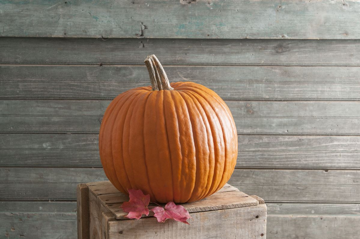 Expert – Pumpkin Seed